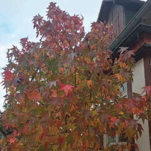 Farbenprächtige Herbstfärbung eines Kanadischen Amberbaums.